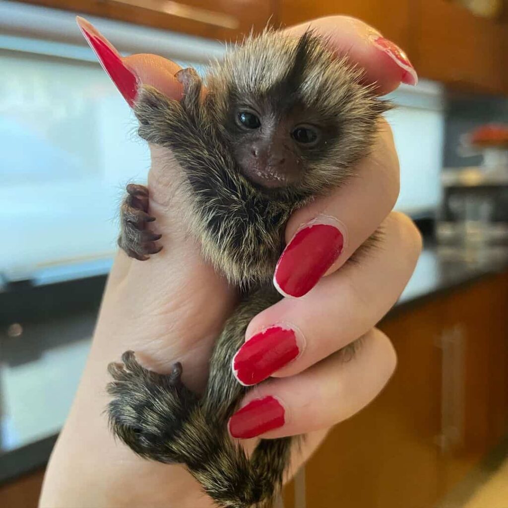 Pygmy marmoset monkey for sale with worldwide shipping