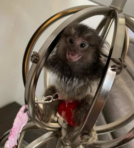 healthy and trained pygmy monkey