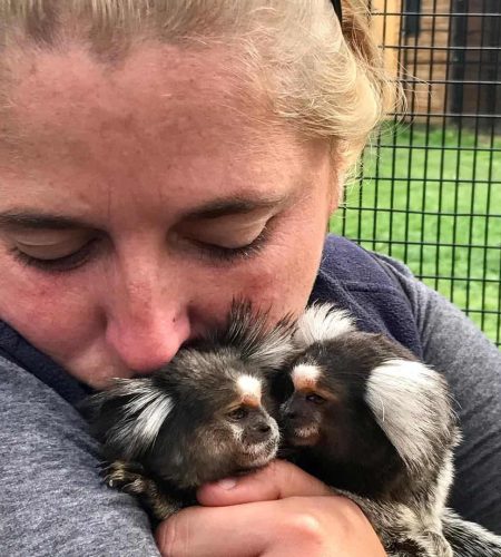 finger marmoset breeders