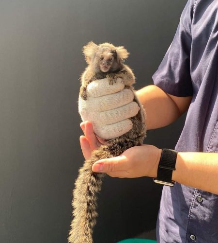 marmoset veterinary
