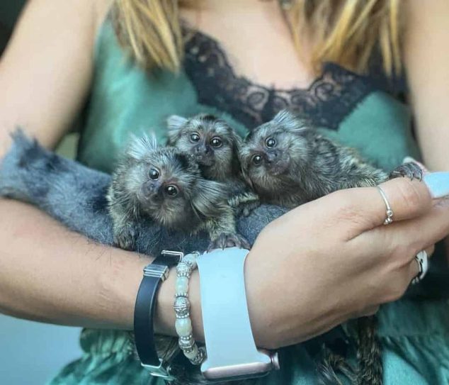 pygmy marmoset monkey for sale